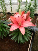 [5017 Tiny Robin No02.JPG]